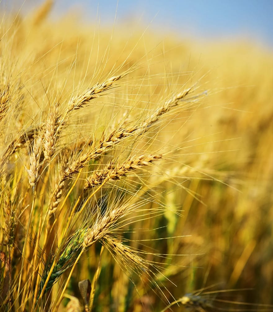 Industrial and  Agricultural  Applications